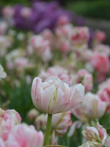 Nouvelle saison qui s’annonce… c’est le moment de penser au printemps déjà ! 🌸 Comme chaque année désormais, je vous propose une belle sélection de bulbes en pré-commande 😍 Tulipes, jacinthes, anémones et renoncules, faites vous plaisir ! Lien vers l’eshop en bio ! #capucineatable #fleursornementales #printemps #fleursabulbes #tulipes