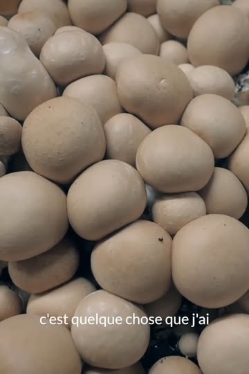 Les champignons bruns de Théo sont de retour 🍄‍🟫