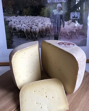 🧀 Le fromage du mois : la tomme de Lisbelle 🐑

Un délicieux fromage à pâte dure, au lait cru de brebis bio → à déguster dans nos 3 magasins!

Cette tomme est faite par la Bergerie de Lisbelle, nous vous proposons également leur yaourts de brebis 🥛

La Bergerie de Lisbelle est une ferme familiale appartenant à André et Danièle Culot et à leurs deux fils Sylvain et Guillaume. Elle est située à Laidprangeleux, un hameau situé sur les hauteurs de la vallée de l’Ourthe, en Ardenne.
Ils pratiquent l’agriculture biologique depuis 1995 et élèvent depuis 1985 un troupeau d’aujourd’hui 200 brebis laitières de race Lacaune (massif central de France) en respectant les cycles de la nature et des animaux.
La traite dure 8 mois et le tarissement se fait naturellement, d’octobre à janvier. En automne, la quantité de lait diminue, mais le rendement augmente (le lait contient 7,8% de matières grasses) alors qu’en début de lactation, la quantité de lait est plus élevée, mais le rendement est plus faible (6% de matières grasses).
En plus de la production de fromages et de légumes, la famille Culot produit aussi de la laine provenant de leur cheptel et qu’elle a appelé “Bergelaine”, une laine courte qui convient bien pour l’isolation thermique et pour faire du fil.

🤝 Pourquoi travaillons-nous ensemble ?
La fromagerie n’utilise que son propre lait pour la fabrication de ses fromages, yaourts et maquées, ce qui permet une maîtrise entière de la production (même le fourrage) et garantit des produits de première qualité.
Les cycles de la nature sont respectés : les brebis broutent sur les pâturages autour de la ferme tant que l’herbe pousse, et l’hiver, elles mangent à l’étable le foin récolté pendant l’été. De même, le bien-être animal est pris en compte puisque après la mise à bas, les petits restent deux mois près de leur maman.

Photo 1, 2, 3, 4, 5 et 7 : ©Bergerie de Lisbelle