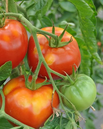 🧺🌾 Cette semaine dans nos magasins…

🍅 On pensait que la saison était finie, mais nos maraîchers retrouvent beaucoup de tomates rondes rouges. Nous aurons aussi quelques caisses de nos maraichers du sud que nous avions commandé la semaine passée. On compte sur vous pour en manger!

🐔⚠️ Changement de date de livraison pour les poulets de la @fermeanciongallusbelgus. Passez commande jusqu'au 6 octobre, et venez chercher votre poulet le 13 octobre à partir de 14h.

Nos rayons prennent des allures automnales :
🌱 Cresson, roquette, cerfeuil de la Ferme de Beauregard (Esneux)
🥕 panais et persil tubéreux de Belgobio (Hollogne-sur-Geer)

🥘 Ce jeudi 24 septembre, le Chaudron prépare un repas à prix libre avec nos légumes bio → rendez-vous à la cafétéria collective Kali à partir de 18h30

😋 Dimanche 4 octobre : dégustation d'olives, de tapenade et d'huiles d'olive avec Bionaturel dans notre magasin de Neuvice (à partir de 10h30)

🥩 Cette semaine, la viande de poulet de la coopérative @coqdespres vient de la ferme de Way de Sandrine de Vlieghere (Marchin)

🌿 Belle semaine à toutes et à tous!
