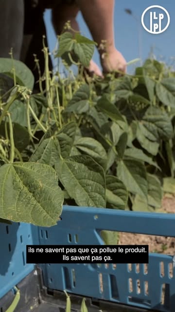 🧑‍🌾️ À la rencontre de Joël Ruth, maraîcher bio à Ében-Émael

Depuis la création de notre coopérative Les Petits Producteurs, nous travaillons avec Joël Ruth, un petit producteur engagé et courageux ! Chaque semaine, notre livreur se rend à sa ferme à Ében-Émael pour retirer les légumes bio qu’il nous propose 🥕🥬

🤝 Nous ne négocions jamais les prix, et nous nous engageons tous les ans à acheter un certain volume de chaque légume à Joël. Cela lui permet de cultiver plus sereinement, en sachant qu’une partie de sa production sera d'office vendue dans nos magasins, grâce à vous.

🧅 En ce moment, retrouvez dans nos rayons ses épinards, carottes, choux, pommes de terre, oignons, etc.

📍 Nos 3 magasins à Liège : Neuvice, Sainte-Walburge et Vennes

Une vidéo réalisée avec la participation de Joël Ruth
Réalisation : @makadamproduction

#alimentation #circuirtcourt #bio #cooperative #zerodechet #durable #agriculture #local #saison #liege