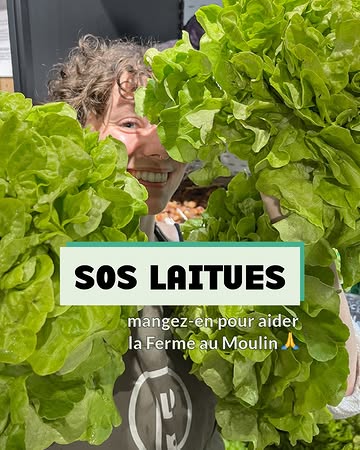 🥬 Help 🥬

Les laitues prennent un peu trop leurs aises à la @lafermeaumoulin, à Remicourt 🙈

Cédric est obligé de les récolter rapidement afin d’éviter les pertes. Vous lui donnez un coup de pouce pour éviter que toute cette belle nourriture ne finisse au compost ?

Nous ne diminuons pas le prix d’achat chez eux car ils ont des coûts supplémentaires liés à la récolte de l’excédent. Nous (et vous!) leur permettons ainsi de maintenir leur revenu, ils vous remercient!

On compte sur vous pour préparer vos plus belles salades 🥗💚