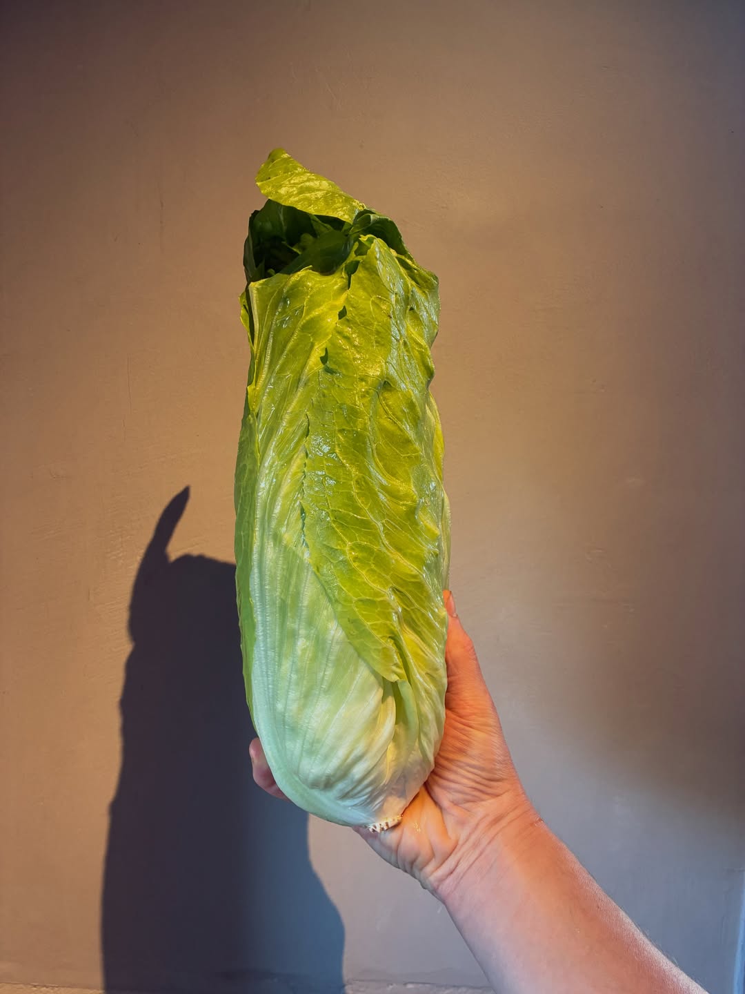 🥬 Groenlof – een vergeten groente met karakter!

Knapperig, fris en met een licht bittere smaak. Groenlof is heerlijk rauw in een salade, maar ook verrassend lekker gestoofd of gegrild. 🌱

Een echte seizoensgroente die nét even anders is! 💚

#groenlof #vergetengroente #seizoensgroenten @tgoedterheule