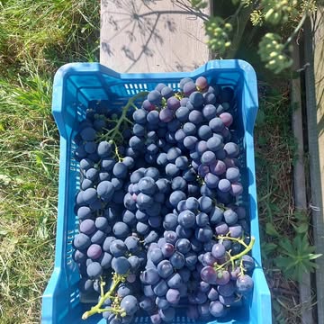 Ze zijn er terug! De blauwe Leopold tafeldruiven. De eerste trossen zijn nu verkrijgbaar in het Huis van de Zaailing in Etikhove.