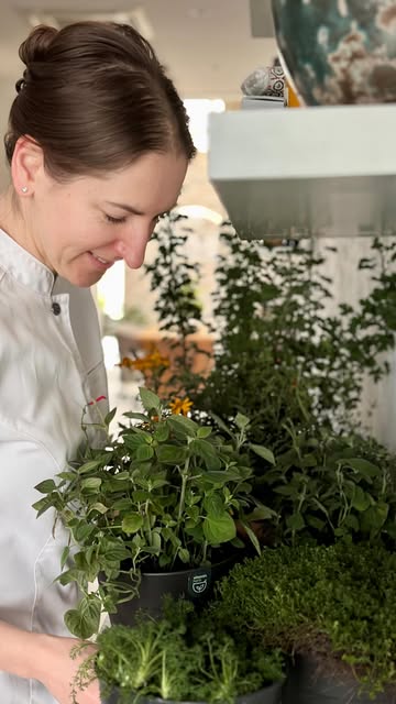 🌿 Nouveau menu, nouvelle récolte, nouvelles inspirations !

🙏🥰 Un immense merci à notre artisane Cécile @vitaminherb.fr pour ces plantes aromatiques rares et vibrantes, qui viennent tout juste d’arriver dans notre cuisine. 🪴

Elles vont accompagner, souligner et magnifier les produits de notre prochaine carte — en infusion, en marinade, en touche finale parfumée. 🌱

Quel bonheur de travailler avec une matière aussi vivante, qui éveille les sens et raconte une histoire à chaque bouchée.

💚 Pour vous, c’est une expérience gustative plus profonde ; pour nous, une véritable aromathérapie au quotidien.

Et vous, reconnaissez-vous certaines de ces merveilles vertes ? 😉

🤲 Partagez vos idées dans les commentaires.

#belgianrestaurant #gastronomy #ladychef #freshherbs #inthekitchen