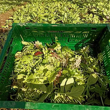 Altijd leuk om met mosterdblaadjes te experimenteren. De eerste foto is een zelfsamengestelde mix met 15 zaadvaste rassen van @vitalerassen, @bingenheimersaatgut en @reinsaat_gmbh. Heerlijke fris lenteslaatje! De tweede foto is een mengeling van tatsoi en paksoi babyleafblaadjes van @grainesvoltz. Kan zowel rauw als gestoofd gegeten worden. Perfect voor Aziatische gerechten. 💛