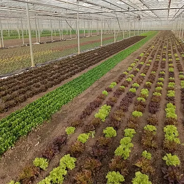 22 april starten we terug met pakketten! De groenten maken zich alvast klaar om er aan te beginnen. 💛

Een proefpakket bestellen kan nog steeds via de link in bio.

Onze afhaalpunten:
de serre
het veld in Lier
Wereldwinkel Boechout
@kaleidoscoop_kunstfabriek
@hoogmis
@bar.valaar
@depuristorganicdeli
@cafe_rood_wit_berchem
tienpondgrutten
@cafe.foxy
@werkhuysvzw