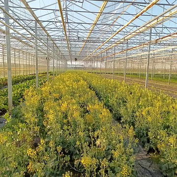 Broccolini in bloei🧡. Einde van deze lichting, al mag ze nog even blijven staan omdat ze zo mooi zijn en als nectarbuffet voor de insecten. We plukken verder in een latere planting.