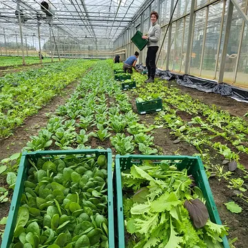 Mosterdblaadjes, jonge spinazie, radijzen, rucola, koriander, dille... September is voor ons de tweede lente van het jaar. Wij zijn heel blij met het gematigde weer, het korten van de dagen en de terugkeer van onze favoriete teelten!