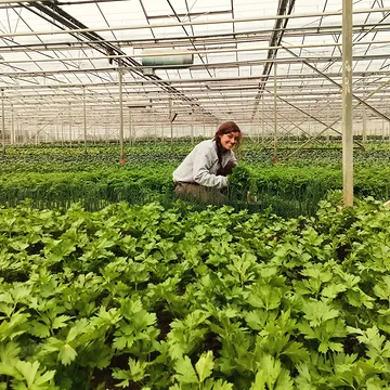 Deze week zwaaide Emilie af na meer dan een jaar te helpen bij het oogsten, pakketten maken en het onderhoud van de teelten.

Merci Emilie, we gaan je goedlachse aanwezigheid missen! 🙏🫑🎂
