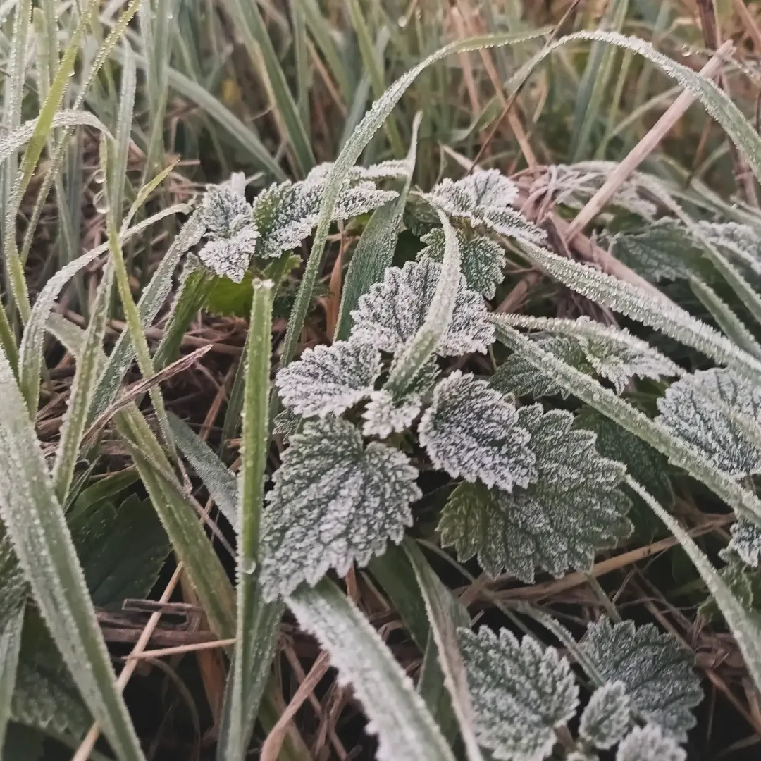 Tijd voor de 'Grote Prijs Eerste Vorst'! ❄️❄️❄️

Op welke datum en uur zal de eerste vorst van het najaar plaatsvinden?

Laat jouw gok achter bij de comments. Deelnemen is uiteraard vooral voor de eer maar de winnaar mag ook een standaard groentepakket afhalen! Deelnemen kan tot 30 oktober.

💛💛💛