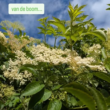 Vlierbloesems...