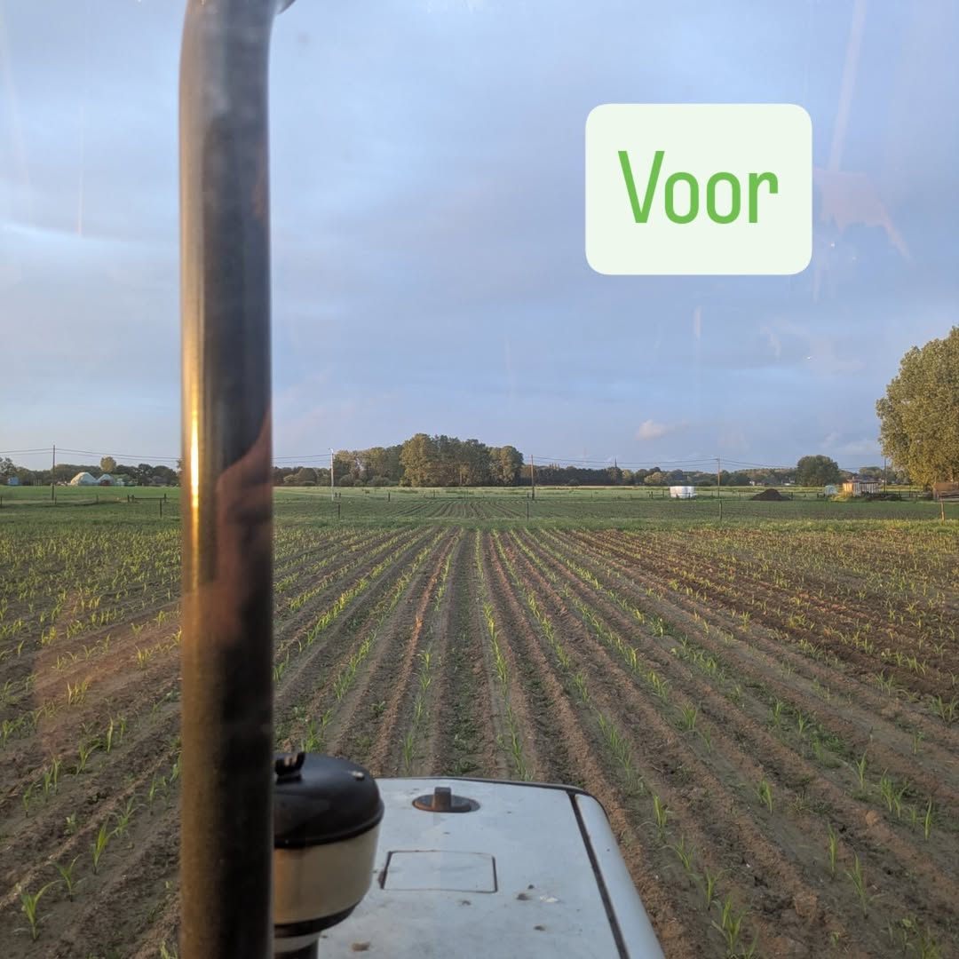 Vandaag mais schoffelen...
@dammkultur
