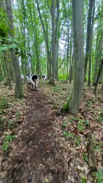 vandaag, de ossen verzetten in het haachts broek...
#haachtsbroek
#hoftendormaal #natuurpunt