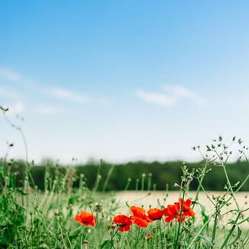 🌿Pourquoi notre menu change tout le temps ? Parce que le jardin ne demande pas notre avis.

Un légume a son moment , son point de gout max . Quelques jours / semaines où il est exactement ce qu'il doit être.

Notre travail, c'est d'être prêts ce jour-là.
C'est un peu plus de travail, oui. Mais c'est aussi pour ça que deux repas chez nous ne se ressemblent jamais. 🍅

#atelierdebossimé #saisonnalité #namur #bossimé #Naturalité