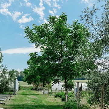 🌳🌳🌳 Pendant que Bruxelles plante son arbre de joie, à Bossimé, nous plantons aussi des arbres depuis plusieurs années.

Deux démarches, une même idée : faire grandir ce qui nous rassemble et ce qui nous entoure.

À travers ces plantations, nous poursuivons la structuration de nos jardins et de nos zones sauvages. L’objectif est simple : favoriser la biodiversité, renforcer l’équilibre naturel de notre ferme et continuer, à notre échelle, à faire bouger notre belle planète.

Bon Meyboom aux Bruxellois, et continuons ensemble à planter les racines d’un avenir plus vivant. 🌳🌾

#Meyboom #Biodiversité #jardinsdebossime #atelierdebossimé
