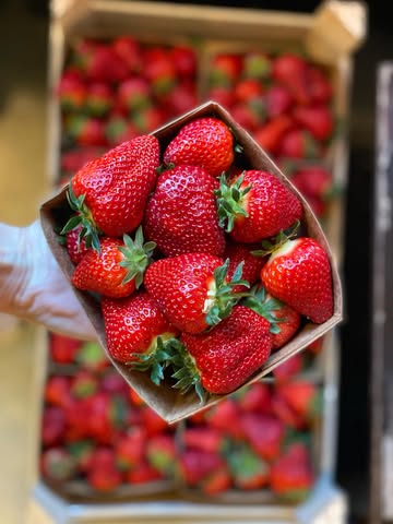 🍓 Elles sont là ! 🇧🇪 🥳
Les premières fraises belges du Domaine de la Falize sont arrivées 🫶🏻

🌱 Issues de l’agriculture biodynamique et cultivées avec soin à Rhisnes (Namur). @domainelafalize

Délicates, intenses, le genre de fraises qu’on mange sans rien ajouter.✨

⚡️Passez vite les goûter, elles partent aussi vite qu’elles arrivent !
