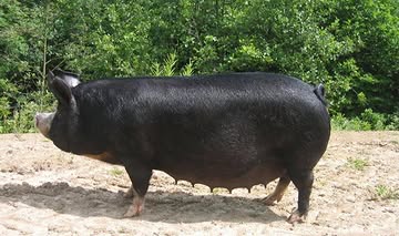 🐷 À la Ferme de Tabreux
Découvrez notre porc Berkshire, élevé avec soin et passion à la ferme. 🌿❤️

#FermeDeTabreux #PorcBerkshire #ElevageFermier #CircuitCourt #ProduitsFermiers