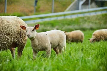 🌿 Bienvenue à la Ferme de Tabreux 🌿

À la Ferme de Tabreux, nous élevons nos animaux avec passion, respect et attention. 🐷🐑🐄

Nos porcs Berkshire, nos bovins Jersey et nos agneaux Charolais sont élevés à la ferme, dans le respect de leur rythme et de leur bien-être.

Nous privilégions une production locale et de qualité, de l’élevage jusqu’à votre assiette. 🥩❤️

Du producteur au consommateur, avec passion et savoir-faire.

#FermeDeTabreux #FermeLocale #ElevageFermier #PorcBerkshire #BovinJersey Agneau CircuitCourt ProduitsFermiers