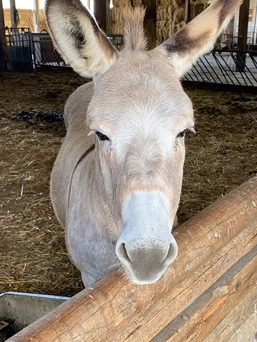 🐴 Voici Lisa, notre mascotte ! 🐴❤️

Toujours curieuse, toujours présente et prête à venir vous saluer à la ferme. 😊

Lisa fait partie de la vie de la Ferme de Tabreux et apporte chaque jour sa petite touche de douceur et de bonne humeur. 🌿

Bienvenue dans notre ferme, où chaque animal a sa place. ❤️

#FermeDeTabreux #LisaLaMascotte #VieÀLaFerme #FermeFamiliale #AnimauxDeLaFerme BienvenueÀLaFerme