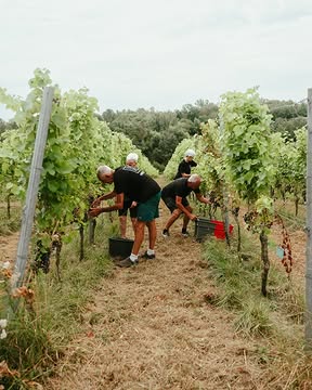 🍇 C’est l’heure des vendanges.

Les sécateurs sont sortis, les caisses aussi, et chez Vin de Liège, les vignes commencent doucement à se vider.

Des mois à surveiller le ciel, goûter les raisins, attendre le bon moment. Et puis un matin : c’est parti.

Pendant quelques semaines, ça coupe, ça trie, ça porte, ça goûte (beaucoup) et ça file en cave.

Bref, la période où tout s’accélère. Et où le millésime commence vraiment à prendre forme 🍷