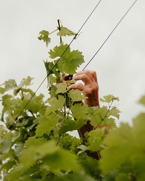 🍇 Ici, on ne fait pas que pousser du raisin.

Entre les rangs, il y a aussi des haies, des arbres fruitiers, des rosiers, des nichoirs. De quoi laisser un peu de place à ceux qui étaient là avant nous : oiseaux, insectes et compagnie.

Certaines de ces terres étaient autrefois consacrées à l’agriculture intensive. Aujourd’hui, Vin de Liège y cultive ses vignes en bio, avec des cépages résistants qui permettent de limiter les traitements.

Faire du vin d’ici, oui. Mais sans oublier de prendre soin du « ici » 🌱