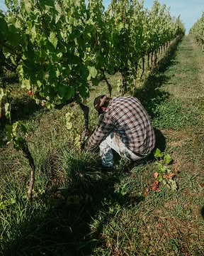 En 2009, produire du vin à Liège était encore une idée à étudier 🍇

Quelques années plus tard, les premières vendanges donnaient naissance à plus de 25.000 bouteilles.

Et aujourd’hui ? Les vendanges battent leur plein et l’histoire continue de s’écrire, millésime après millésime🍷