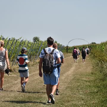 Nog 1 maand tot de Ravenstein Winetrail! 😍

Binnenkort is het zover: de Ravenstein Winetrail komt eraan! Trek je wandelschoenen aan en geniet van een heerlijke tocht tussen de wijngaarden en ons prachtig dorp Kruiseke.

Je kiest zelf voor een wandeling van 6 km of 12 km, met onderweg 3 degustaties en een gezellige sfeer in het hart van onze Amerikaberg.

Na aankomst geniet je nog van 1 Ravenstein-wijn naar keuze, en natuurlijk maken we het extra gezellig met zomerse muziek, lekkere snacks en een fijne babbel op ons wijnterras.
📅 zondag 23 augustus
⏰ vrije start tussen 10 en 14u30
🎶 DJ Foane zorgt voor zomerse sfeer op o,s wijnterras
🚶 6 of 12 km
🍷 3 degustaties onderweg
🥂 1 Ravenstein-wijn naar keuze bij aankomst
🧀 Met Flandrien-kaas uit Wervik
🍷 Inclusief gepersonaliseerd Ravenstein-wijnglas als aandenken
🍽️ Foodtruck Traiteur Vincent aanwezig voor heerlijke snacks (niet inbegrepen in de prijs)

💚 Prijs: €25 per persoon

Wil je er ook graag bij zijn 😍
Meer info en inschrijven kan op
👉 https://wijndomein-ravenstein.be/nl/beleving/ravenstein-winetrail

Wij kijken er alvast naar uit om jullie te verwelkomen voor een mooie dag vol wandelen, wijn en gezelligheid. 🍇

#RavensteinWinetrail #Wervik #WijndomeinRavenstein #wijnbeleving #wandelen