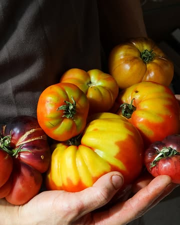 Seasonal tomatoes at their very best 🍅 At Màloma, we make the most of each season, letting beautiful ingredients inspire our cuisine from one menu to the next. Nature, creativity, and respect for the product guide every plate. Book your table and taste the season with us.