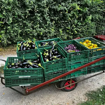 't Zijn karretjes vol die hier passeren de laatste tijd.
Wat een Ouro-weelde!

Deel je mee in de 🍅🍆 🫑 - vreugde?

Plaats jouw bestelling vanaf vrijdagavond (tot zondagavond)
👉 www.ourobouros-app.be
Op woensdag wordt geleverd in het dichtstbijzijnde afhaalpunt 🚚

Laat je weten hoe het heeft gesmaakt?! 😋

#zomerweelde
#biodynamischeboerderijourobouros
#ookvoorjou
#bestellenmaar