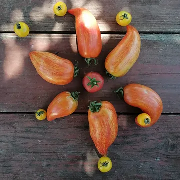 De 🌞 proeven?
Dat kan! 😎

Bestel jouw portie vanaf vrijdagavond 18u. via ourobouros-app.be
Rose de bern
Kerstomaatjes
Noir crimée
Kerstomaatjes
Cœur de boeuf
Roma striée
En meer verrassende soorten...
Voor elk wat wils
Ontdek ze allemaal!

Welke vind jij de lekkerste/mooiste/zoetste/meest verrassende? 😋
En in welke gerechtjes komen ze terecht?
Of verorber je ze voor ze daar de kans toe krijgen?
 🤠 😇

#kiesjouwtomaat
#bestelzebijouro
#woensdagistzover
#dezonopjetong