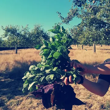 Wil jij of ken jij iemand die ook graag wil (mee) genieten van een (twee-) wekelijkse MAND met flexibele inhoud groenten en/of fruit?

Je laat erin of haalt eruit wat je zelf wil. Je kan bijbestellen naar believen..

Momenteel biedt Ourobouros'land zoveel lekkers dat wij jou een 🎁 tje kunnen geven als je iemand laat kennismaken met ons aanbod.

Stuur een MAILTJE met wie en wat naar groentemanden@ourobouros.be en laat jouw vriend(in), broer, mama, nonkel, oma zich registreren op www.ourobouros-app.be. 🙏✨

Jij krijgt in SEPTEMBER een mand vol Ouro-oogst
🍅🫑🍆🌶️🫑🍅
ter waarde van 15euro
bovenop jouw bestelling!

💚💚💚 of PM voor meer info

#septemberactieopourobouros
#spreadtheouro❤️
#spreadtheourogroensels
#gunhetjezelfgunheteenander