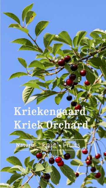 Alles over onze eigen Schaarbeekse krieken.
All about our own Schaarbeekse krieken.