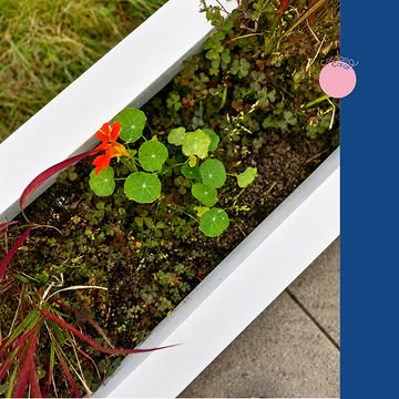 Onze tuin is meer dan alleen de achtergrond van ons groene terras.

Hier groeit onder meer Oost-Indische kers, waarvan zowel de bloemen als de bladeren hun weg vinden naar onze gerechten. Vers geplukt, licht peperig van smaak en rechtstreeks van de tuin naar het bord.

#oostindischekers #vantuinnaarbord #seizoenskeuken