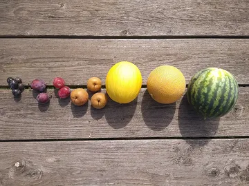 Wat is jouw favoriete fruit op dit moment in het seizoen?
Kom proeven van al dat lekkers!

Boerderijwinkel en zomerbar
open op
woensdag 14u-18u
vrijdag 14u-18u
zaterdag 9u-18u
zondag 11u-18u

#korteketen #biofruit #biogroenten #biobloemen
#myknokkeheist

@het_polderveld
www.polderveld.be
