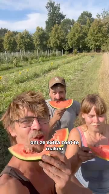 Geen serre of tunnelserre nodig voor heerlijk zoete, Belgische watermeloenen 👌🏽!

#duurzamelandbouw #supportlocal #duurzamelandbouw #happyfarmer