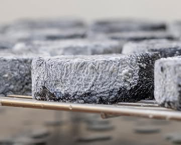 Beetje bij beetje groeit Kamiels geotrichumkorst over zijn donkere aslaagje heen en wordt hij grijzer en rijper. Pas als zijn korst helemaal volgroeid is, mag hij de wijde wereld in. #kaasambacht