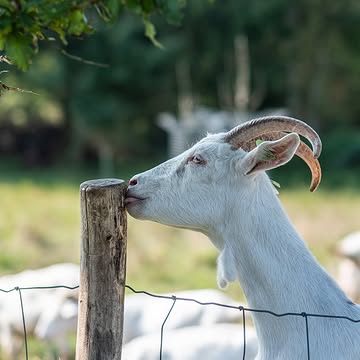 Geitjes zijn heel nieuwsgierig … ook naar de smaak van onze houten omheining.