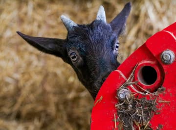 Veel sterkte aan alle kleine (en grote) helden die vandaag met knikkende knietjes door de schoolpoort stappen! 🎒🐐 #backtoschool