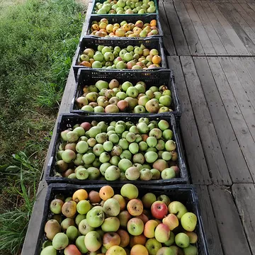 Voilà.
.
Klaar voor de eerste persdag bij ons door @sapsappel_mobielefruitpers .
.
Onze ontbijten? Homemade brood, gebak, confituren van eigen fruit, lokale (bio) producten.
.
Gewoon (h)eerlijk.
.
Het sap komt ook uit onze tuin. Zonder toevoegingen en zonder chemie. Uiteraard.
.
Saffraanontbijten zijn een optie. Met een uitgebreid aanbod en met verrassende combinaties 😀.
.
🍎💚🍐.