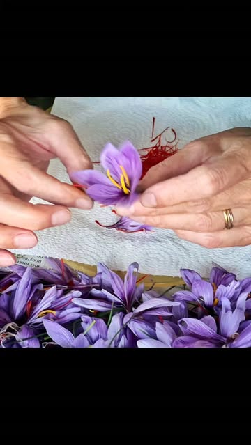 Handwork
Handwerk
Travail Manuel
Handarbeit
ръчна работа

.
🙏🙌🏼🙏🏼
.
#belgischesaffraan #kempen #saffron