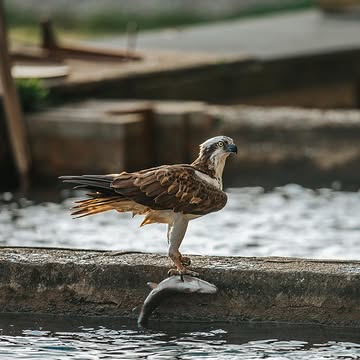 Visiblement le bruit des nouveaux horaires du magasin à la ferme on couru loin, même le balbuzard pêcheur est de retour!
https://pisciculture-mathonet.be/vente-a-la-ferme/

Pour tous les autres passionnés de poisson qui n'ont pas d'ailes : pas besoin de faire un piqué dans nos bassins! Nos truites vous attendent tranquillement au magasin à la ferme, déjà prêtes à être dégustées.
Venez nous rendre visite avant qu'il ne rafle tout le stock ! 😉