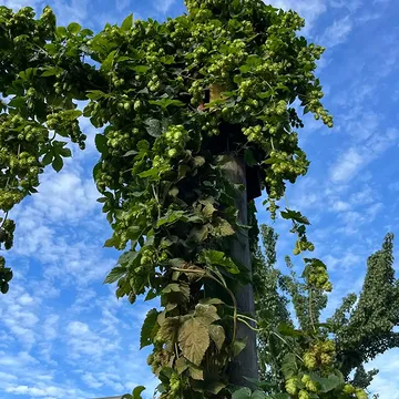 It's harvest time! Next Saturday (September 19) we'll be pulling down plants and picking flowers for our annual fresh hop beer. Our urban farmers will be harvesting while we keep volunteers busy at the brewery picking all the flowers. Join us from 10am onward at the brewery if you'd like to get your hands dirty and help.