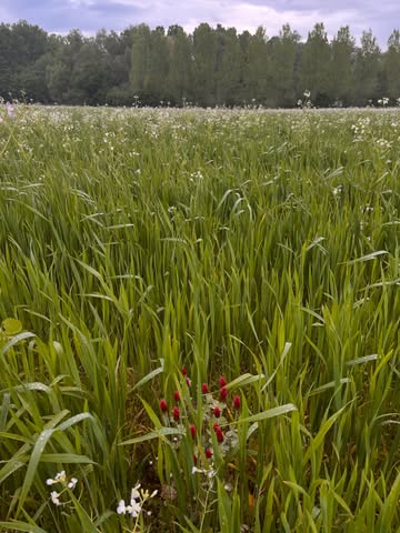 Dit veld is in omschakeling en wordt voor het tweede jaar op rij hersteld volgens de biodynamische principes. In harmonie met natuur, bodem en kosmos groeit hier het graan. @kollebloem