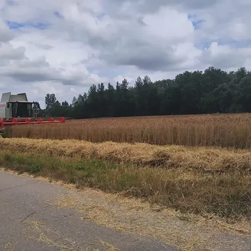 Oogst van een populatie van oude tarwevariëteiten (Saint Priest, Vannes, Gentil Rosso, Ommelander) op de akker van @kollebloem in Sint-Maria-Latem. Deze oude landrassen hebben lange strohalmen en een diep wortelgestel, wat hen bijzonder geschikt maakt voor de biodynamische teelt. Omdat ze nog niet zijn onderworpen aan een doorgedreven selectie op glutensterkte leveren ze een zacht meel op, de basis voor een smaalvol en licht verteerbaar brood.