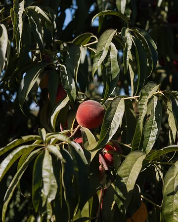 Peach season in California.