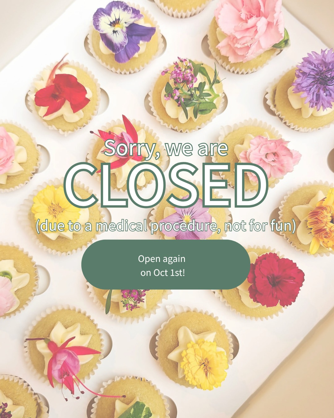 Dit bakkerinnetje ligt een week op de zetel na een operatie 👩‍⚕

De winkel blijft deze week toe en we nemen geen bestellingen aan.
De zakelijke klanten blijven bevoorraad dankzij het lieve Antoinette-team 💕

We gaan terug open op 1 oktober, can't wait!
Tot dan,
Silke