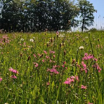 La nourriture principale
de nos vaches -
l'herbe dans toute sa biodiversité. 🌱
