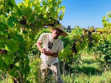 Comme les vignes sont belles et les raisins prometteurs cette année. On se réjouis de vous retrouver pour les vendanges ! 🥰

#dalaheimcastellum #vignoblebelge #vendanges #vignoblenature