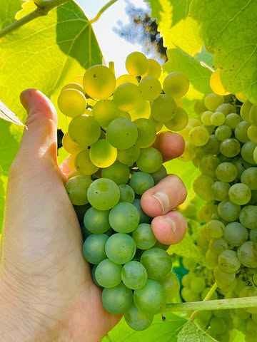 ⚠️VENDANGES du SOLARIS !
CE SAMEDI 30 AOÛT
à 9h ! ☀️☀️☀️
Pour une organisation optimale, PRÉVENEZ NOUS si vous venez ! ♥️

#vendanges #solaris #dalaheimcastellum